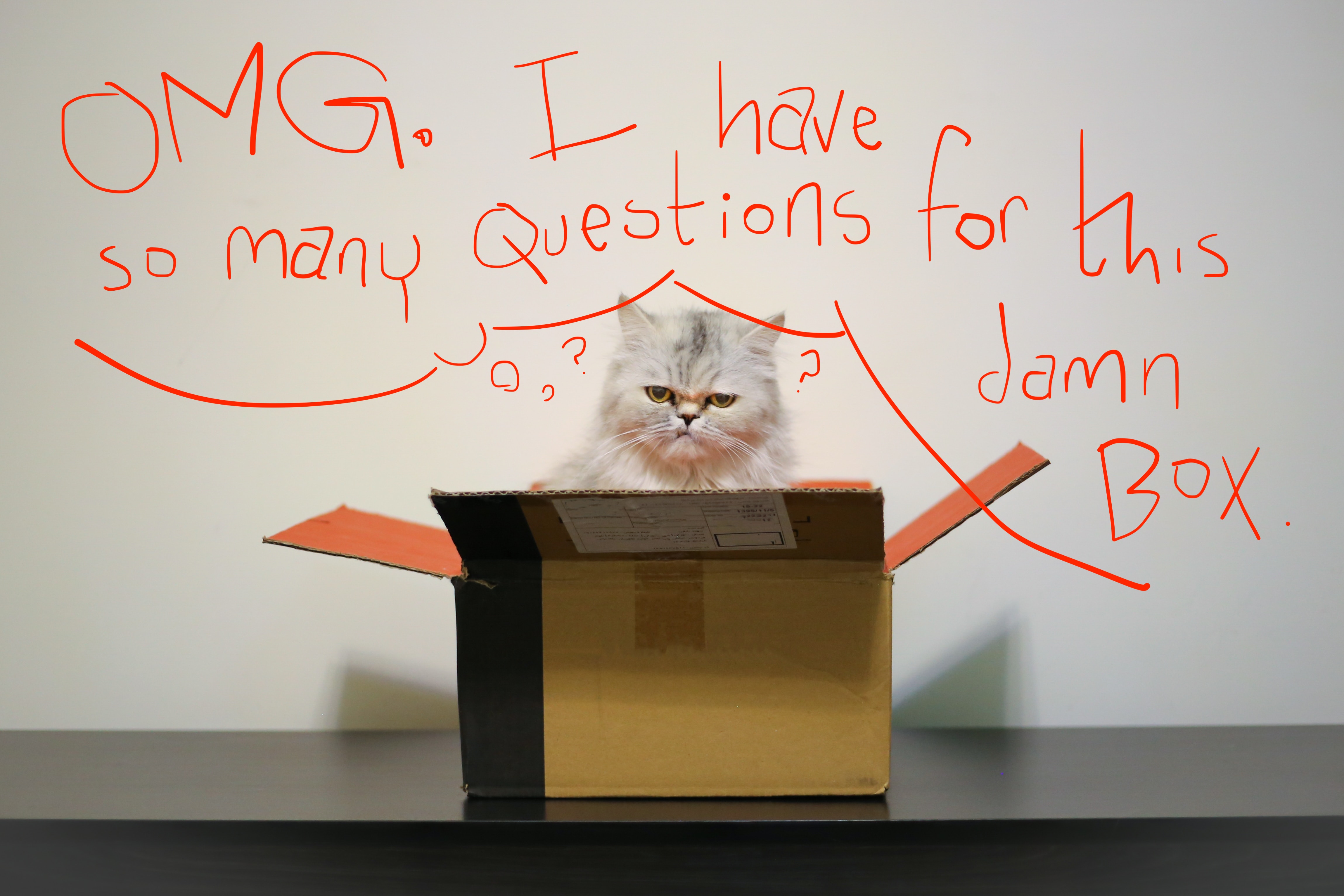 cat in a box, thinking
'OMG I have so many questions for this damn box'
