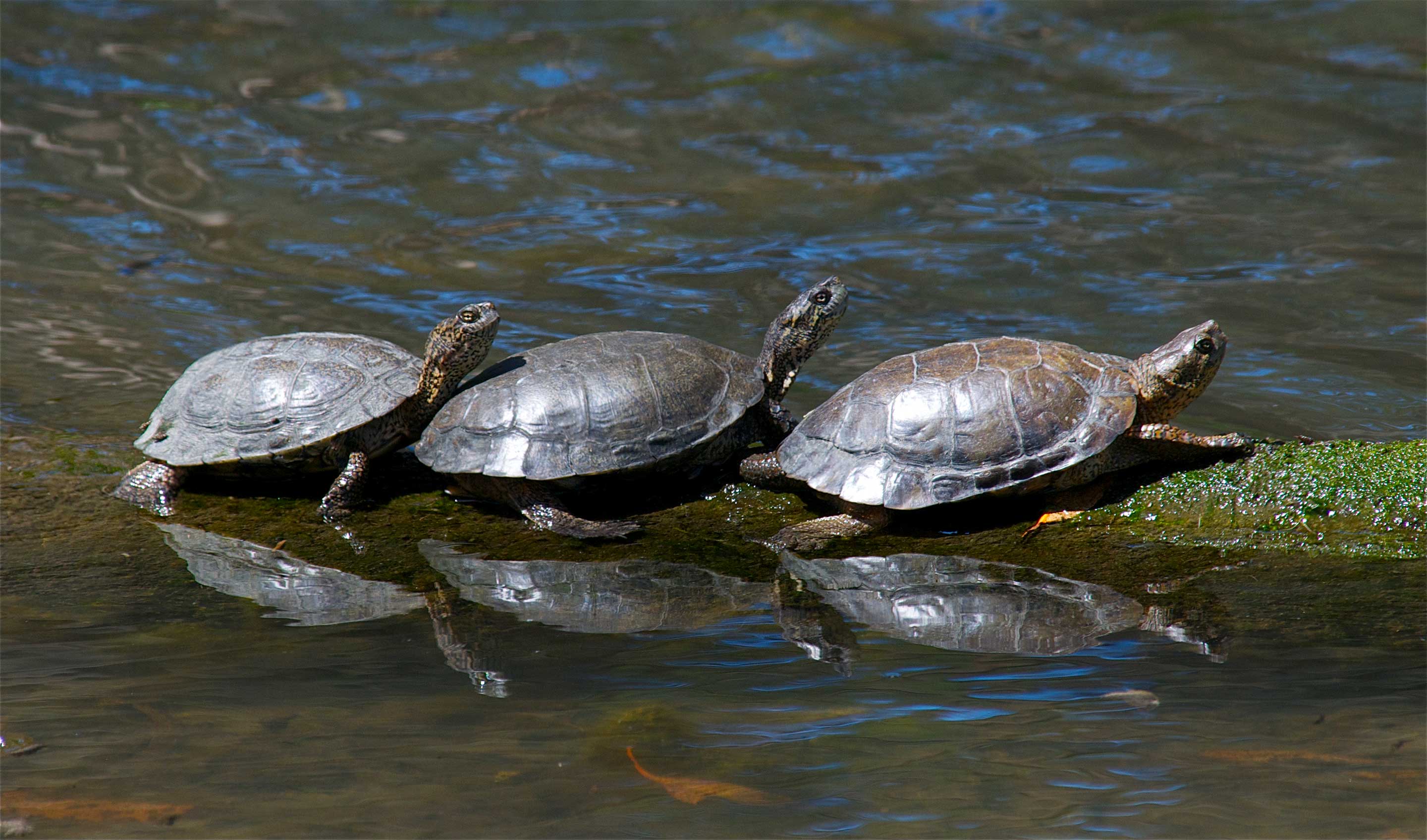 Three mud turtles
on a small log
surrounded by water.
